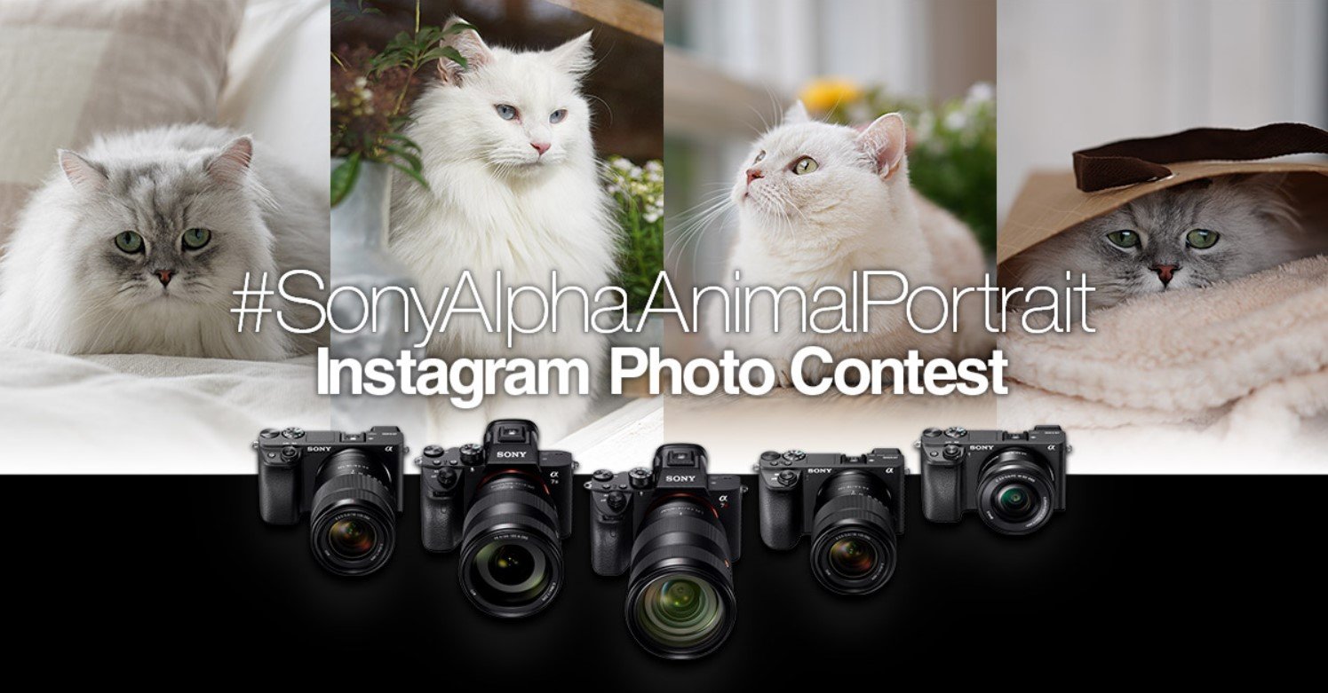 Sony Alpha animal portrait instagram