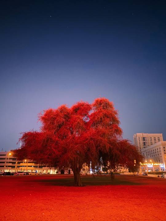 Árbol con hojas rojas bajo el firmamento.