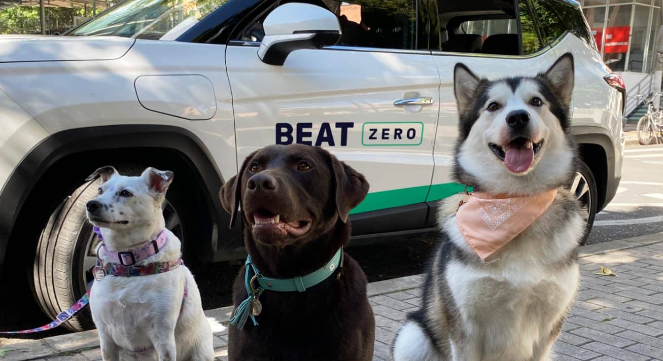 beat zero perritos