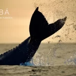 CHOIBÁ: Las ballenas son simplemente un reflejo de las estrellas en el vasto universo