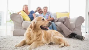 como-limpiar-orin-perro-ajax-mascota